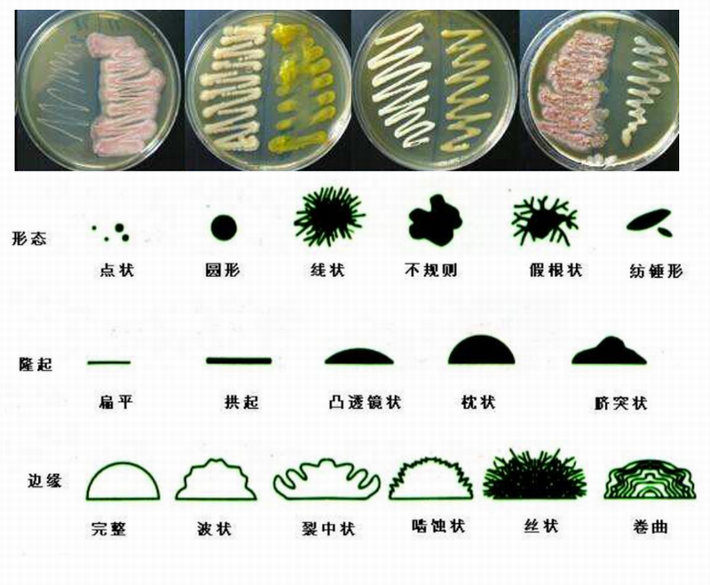 微生物培养