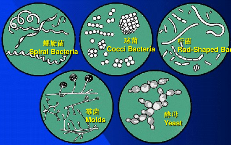 微生物种类